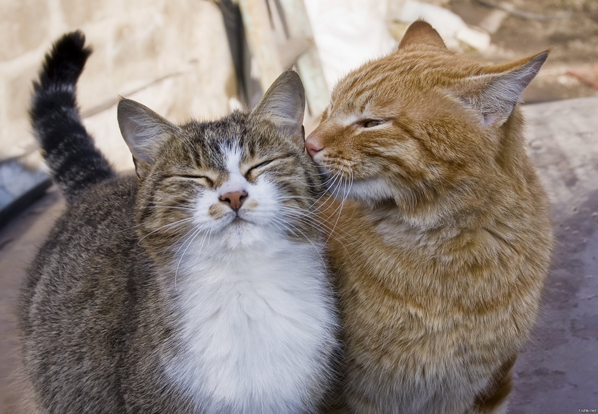 Love cat biz. Влюбленные кошки. Два котика. Два кота. Парочка котов.